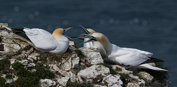 Bempton 2024-13