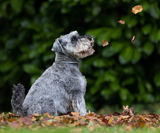 Tina's Dogs October-5