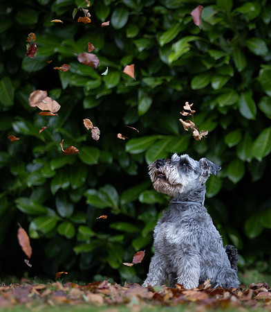 Tina's Dogs October-6