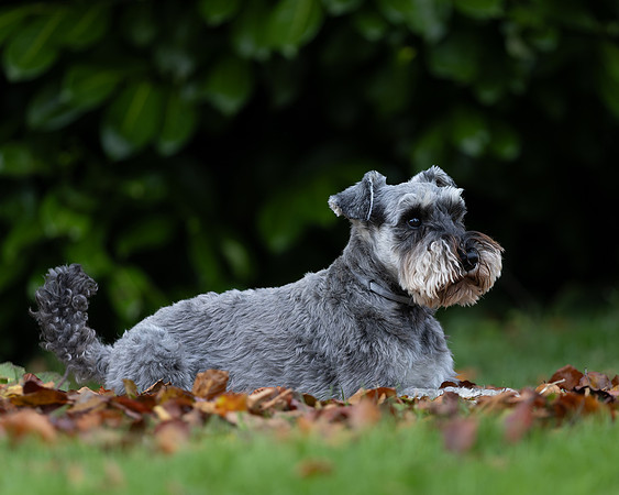 Tina's Dogs October-12