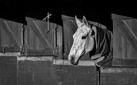 Polo Club-117