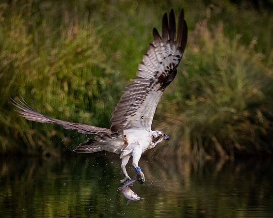 MCC Osprey Trip-6