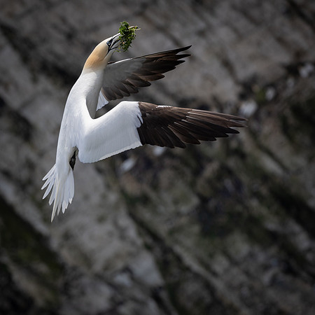 Bempton 2024-6