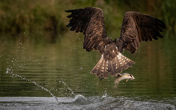 MCC Osprey Trip-11