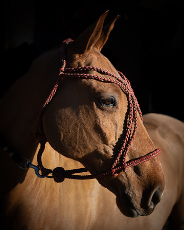 Polo Club-55