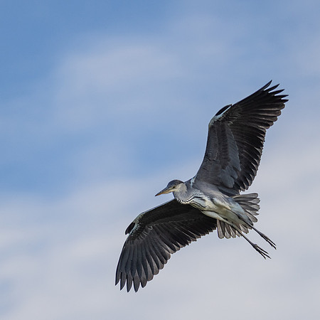 MCC Osprey Trip-1