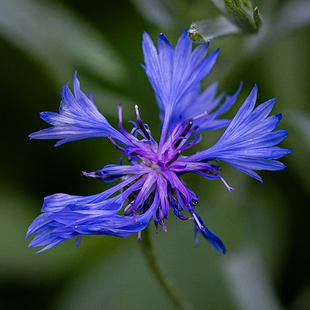 Wildflowers-38