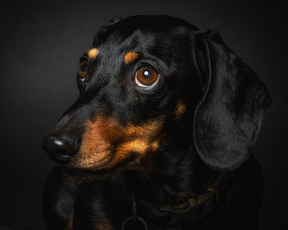 Dachshund-40