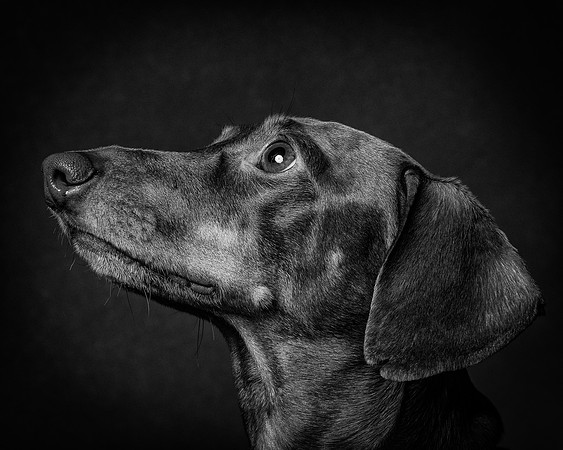 Dachshund-61