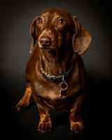 Dachshund-18