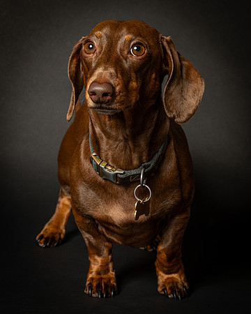 Dachshund-18