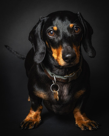 Dachshund-46