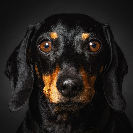 Dachshund-47