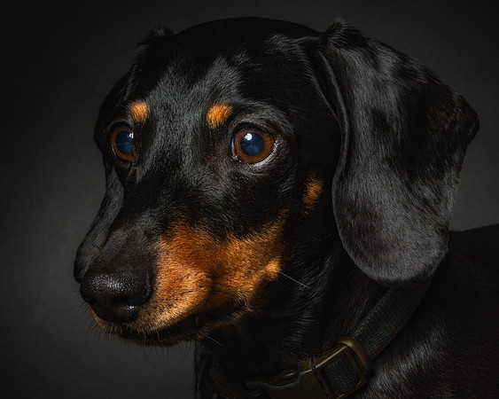 Dachshund-52