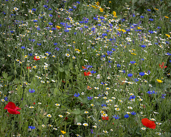 Golf Course Wildflowers-9