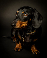 Dachshunds