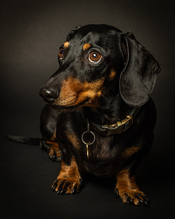Dachshund-1