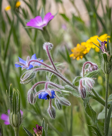 Cookham Wildflowers-25