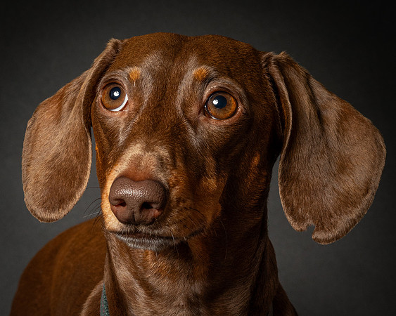 Dachshund-29
