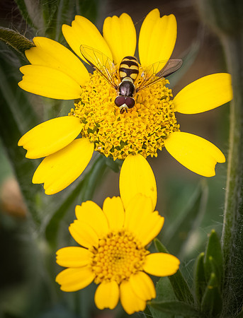 Cookham Wildflowers-31