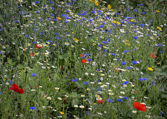 Golf Course Wildflowers-8
