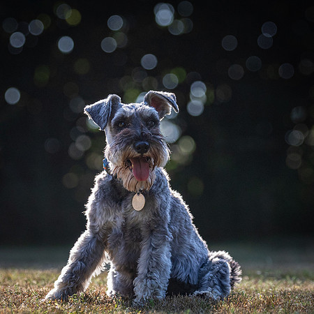 Dogs August 2024-38
