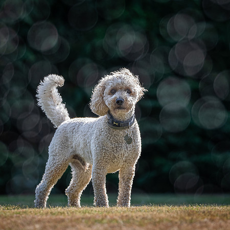Dogs August 2024-13