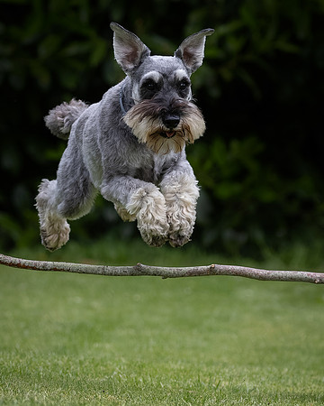 Tina's Dogs 2024-1
