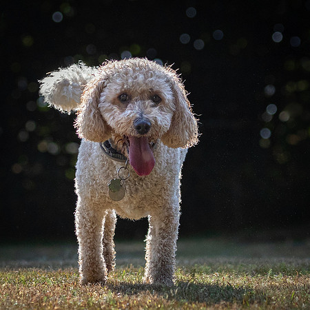 Dogs August 2024-37