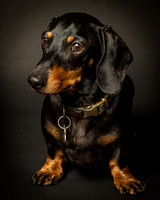 Dachshund-3