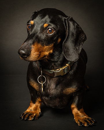 Dachshund-3