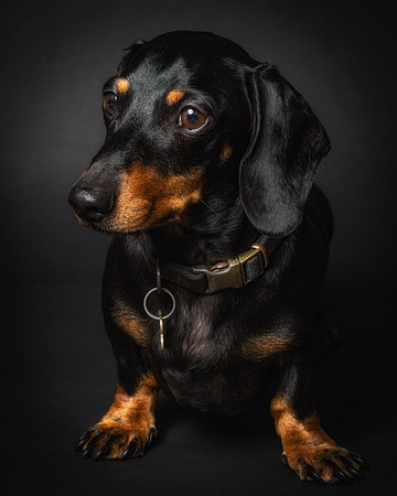 Dachshund-43