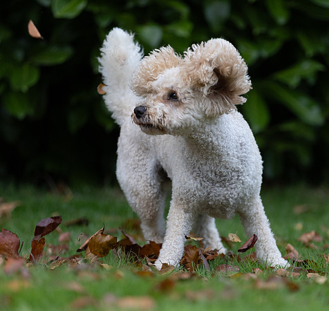 Tina's Dogs October-7