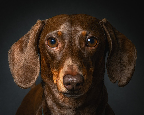 Dachshund-62
