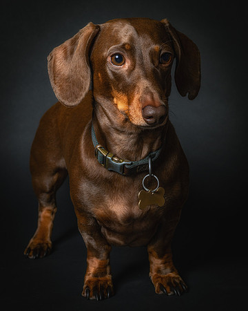 Dachshund-83