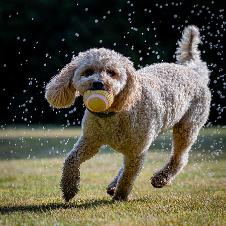 Dogs August 2024-27