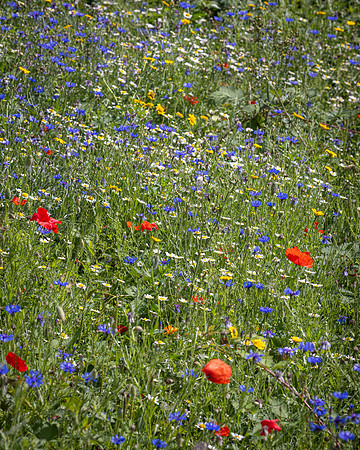 Golf Course Wildflowers-4