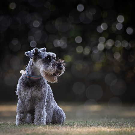 Dogs August 2024-11