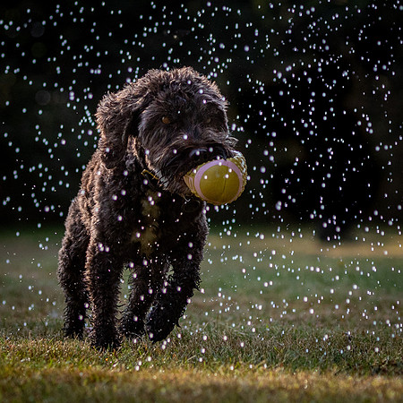 Dogs August 2024-42