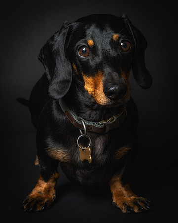 Dachshund-45