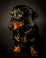 Dachshund-10