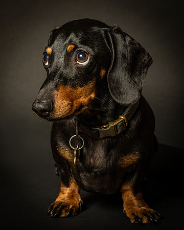 Dachshund-10
