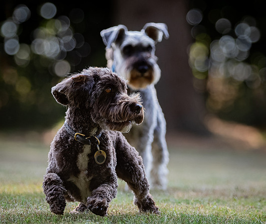 Dogs August 2024-5