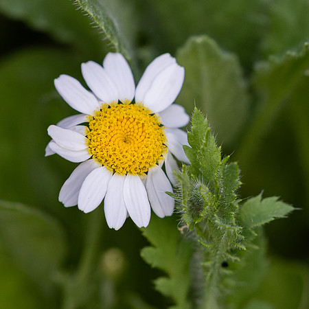 Wildflowers-30