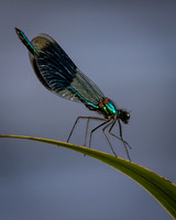 Insect-2