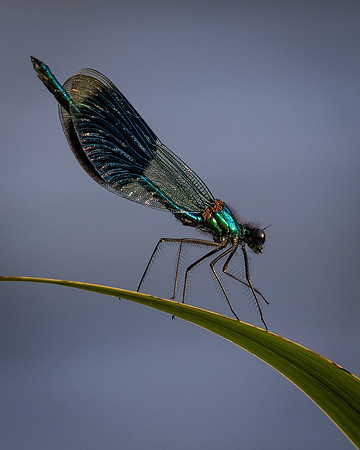 Insect-2