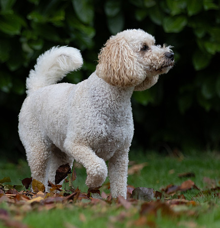 Tina's Dogs October-18