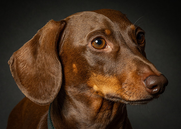 Dachshund-37