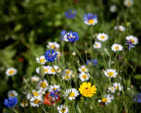 Golf Course Wildflowers-18