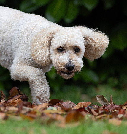 Tina's Dogs October-15